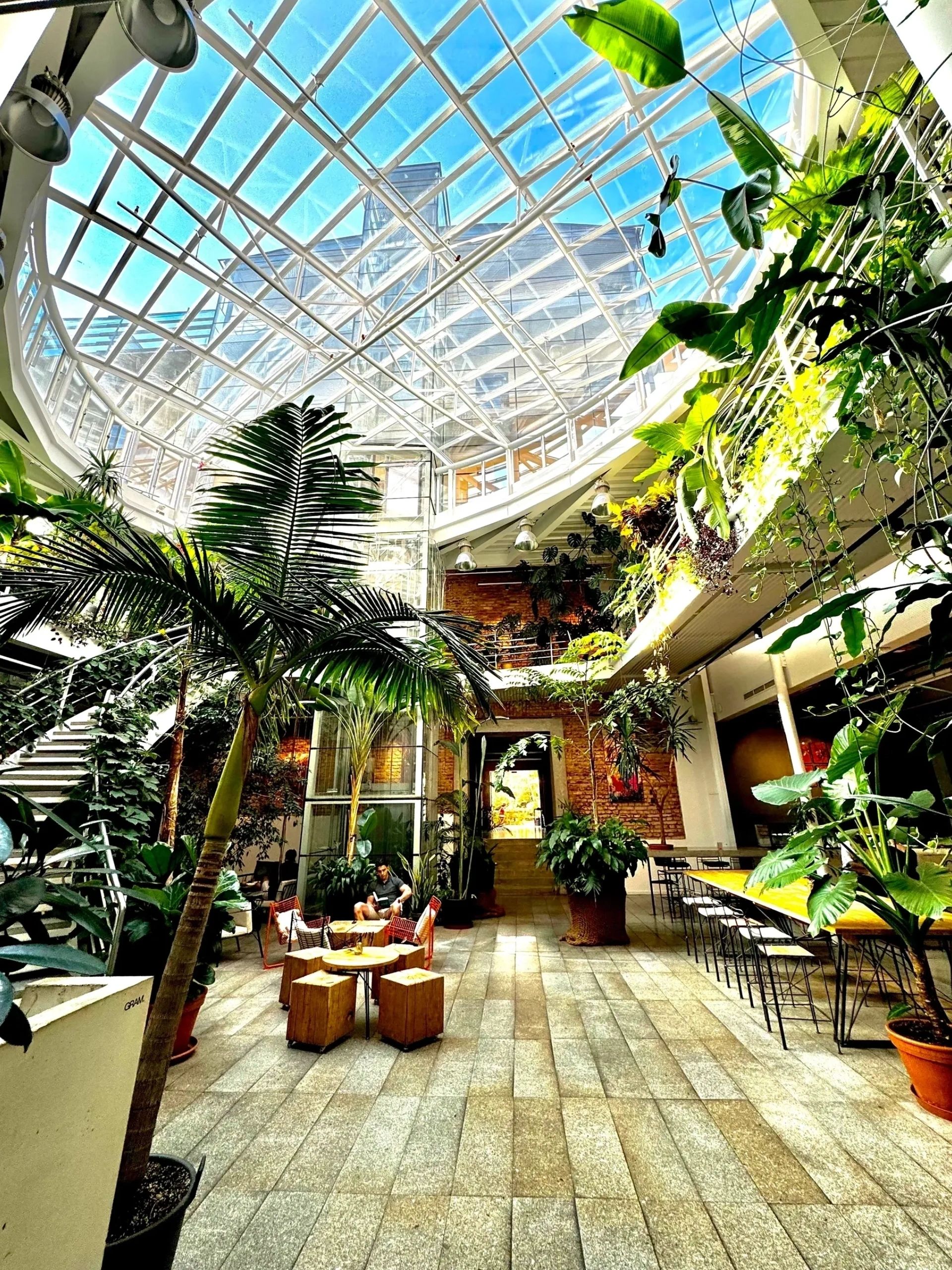 Sunlight filling the tropical courtyard at Jungle Prague